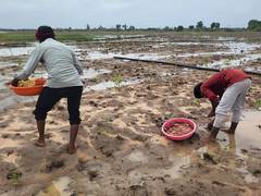 How Amit Shah's Gandhinagar Hariyali Lok Sabha Initiative is Improving degraded habitats through native plant species