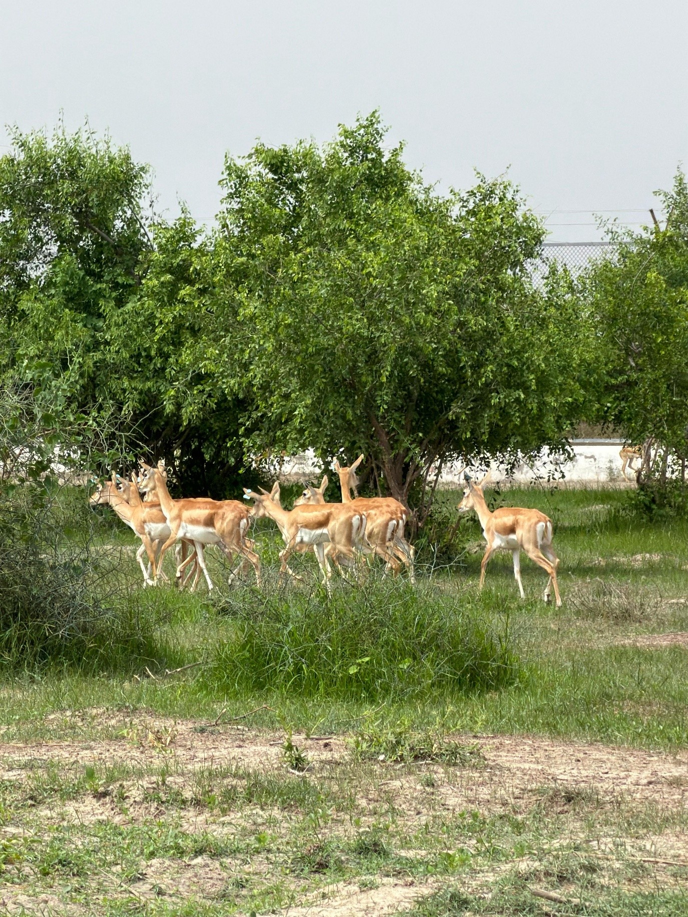Blackbucks 1