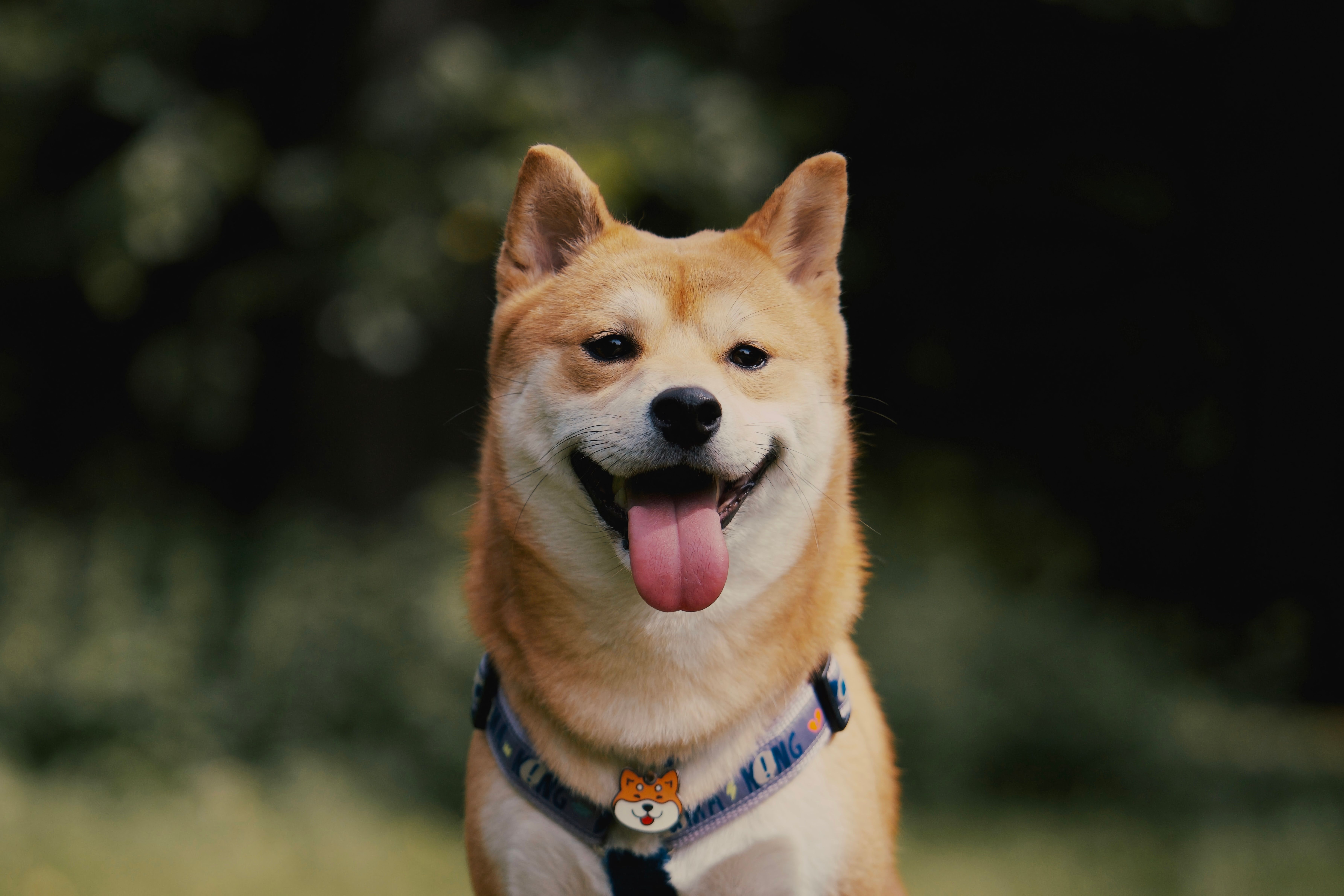 Shiba Inu’s Journey From Meme Coin to Crypto Ecosystem