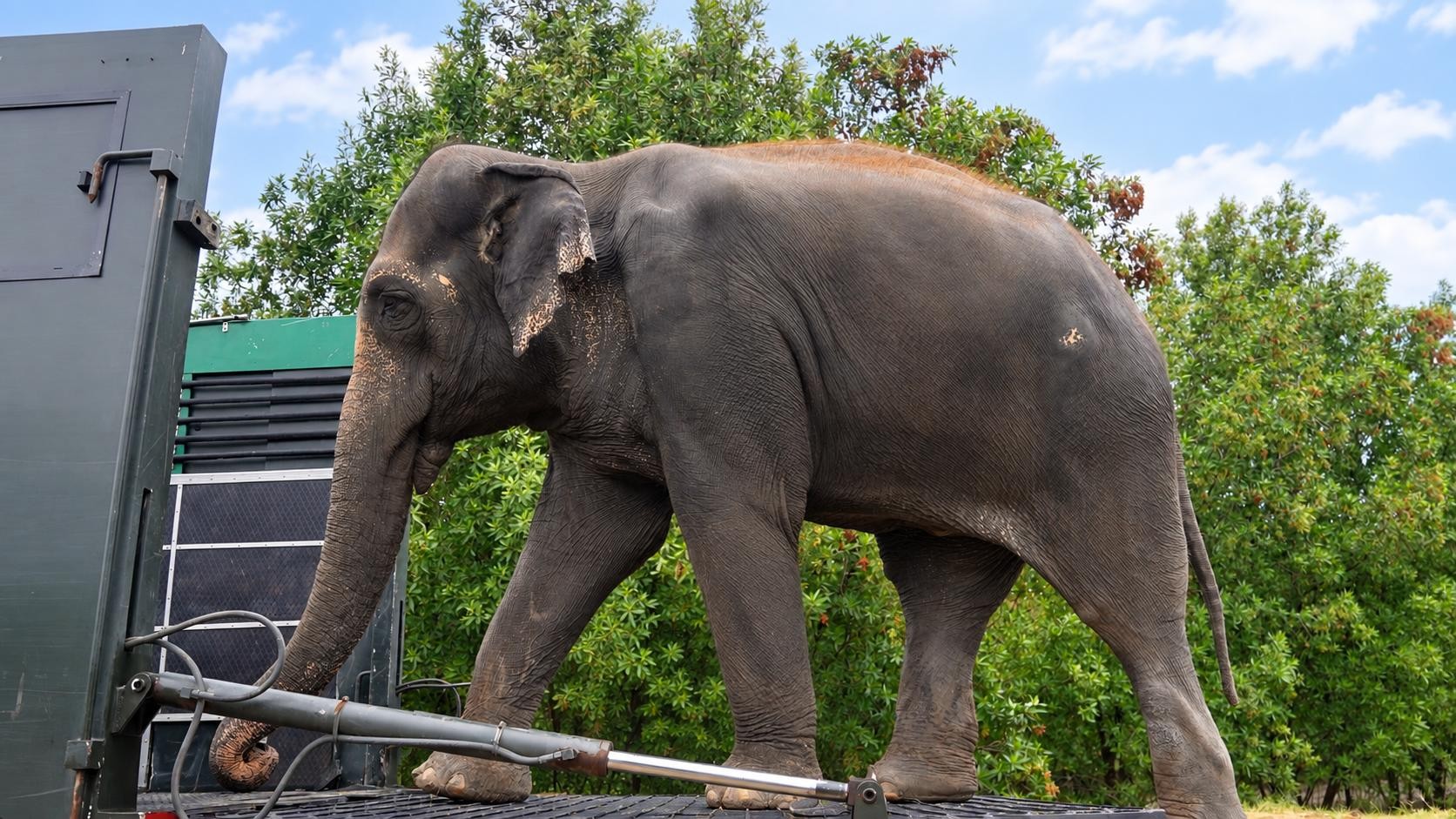 Madhuri the Elephant Completes Treatment at Vantara, Returns Home to Maharashtra After Over a Year of Specialised Care & Healing