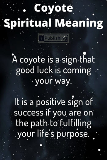 Coyote Spiritual Meaning