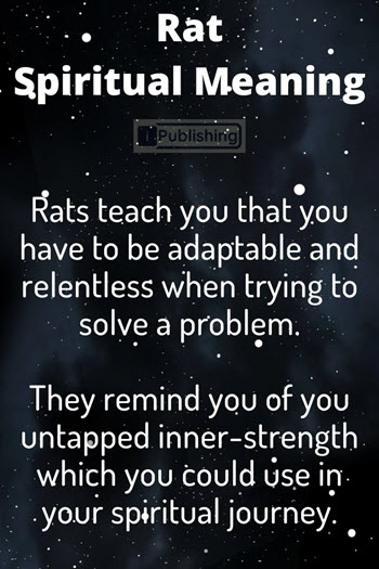 Rat Spiritual Meaning