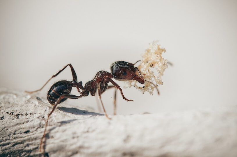 Ant working