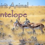 Antelope as Spirit Animal