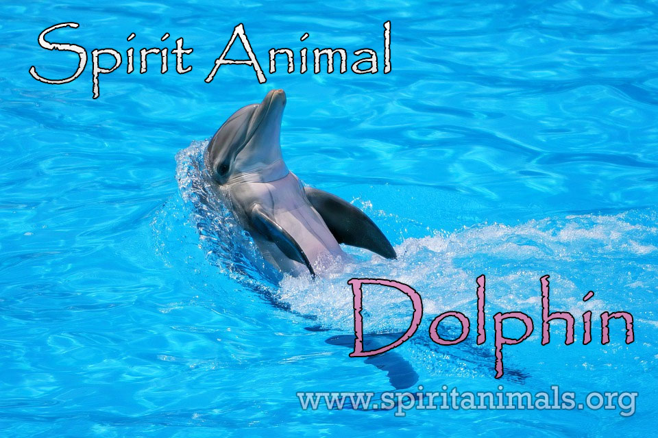 Dolphin as Spirit Animal