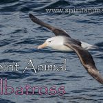 Albatross as Spirit Animal