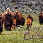 Buffalo as Spirit Animal