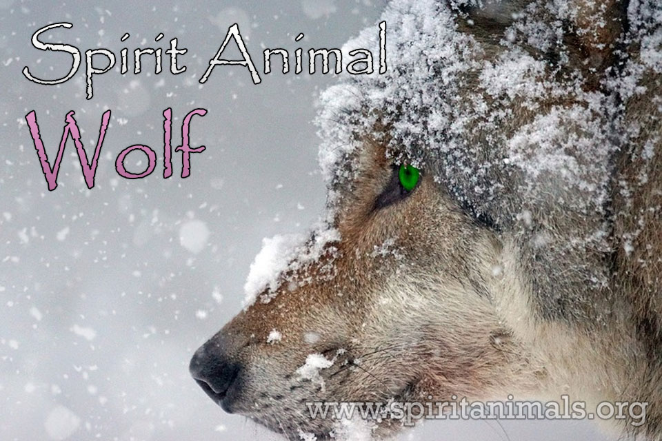 Wolf as Spirit Animal