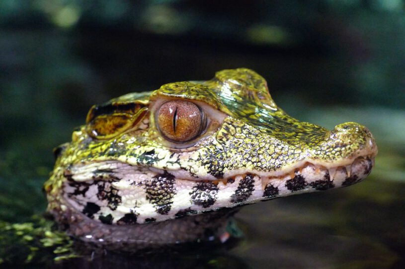 Alligator portrait