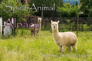 Alpaca as Spirit Animal