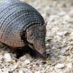 Armadillo in a Dream