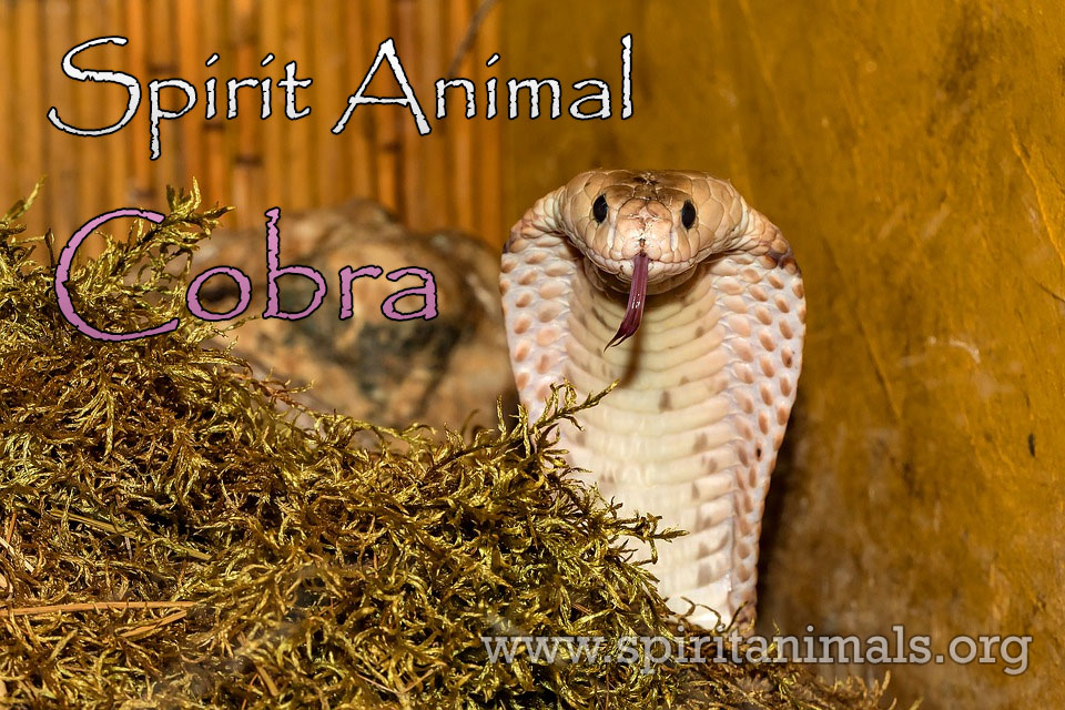 Cobra as Spirit Animal