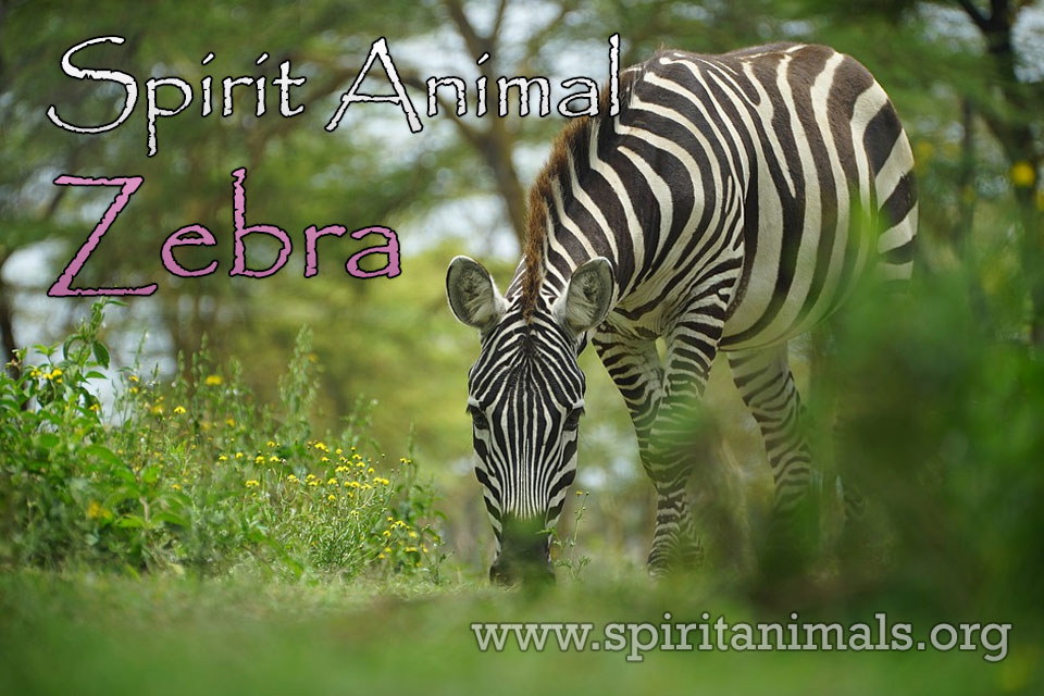 Zebra as Spirit Animal