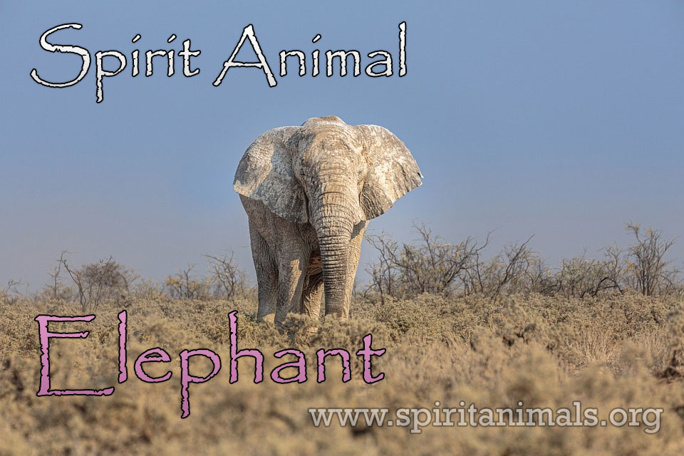 Elephant as Spirit Animal