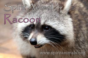 Racoon as Spirit Animal