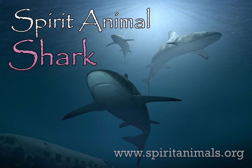 Shark as Spirit Animal