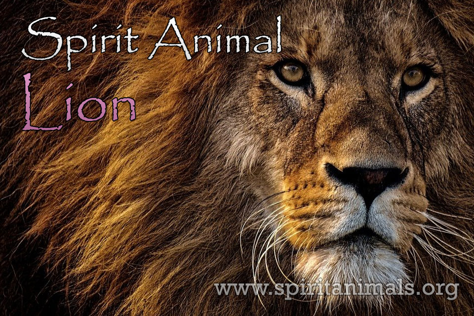 Lion as Spirit Animal