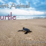 Turtle as Spirit Animal