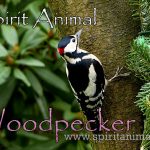 Woodpecker as Spirit Animal