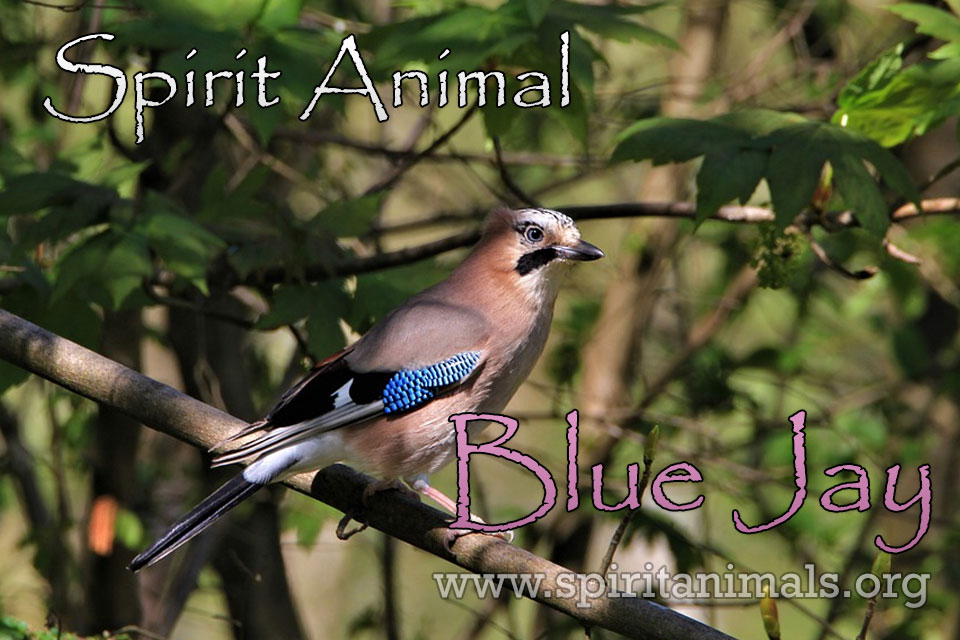 Bluejay as Spirit Animal