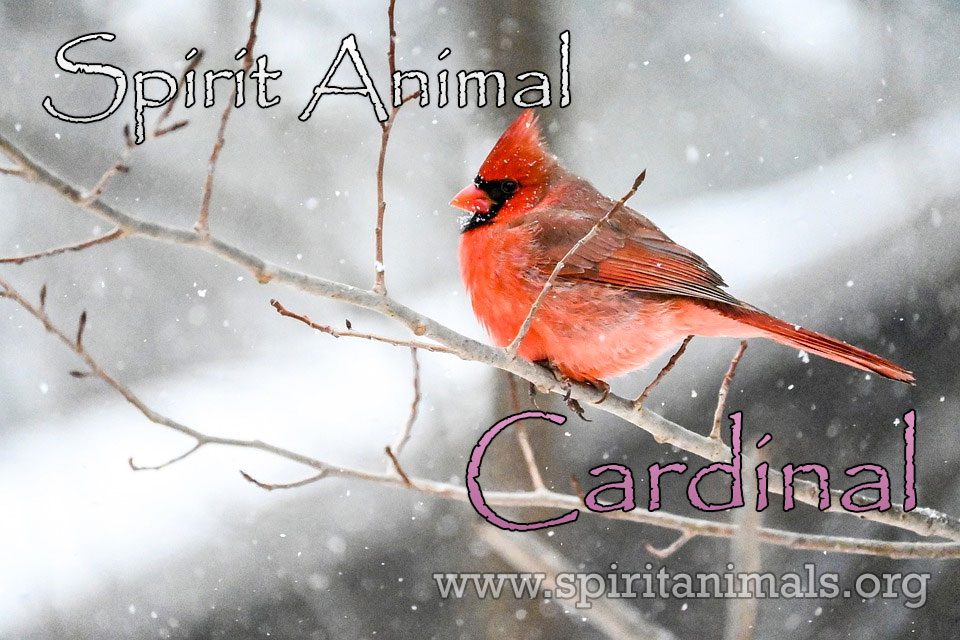 Cardinal as Spirit Animal