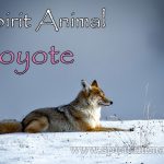 Coyote as Spirit Animal