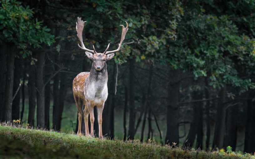 Deer in a forest