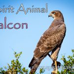 Falcon as Spirit Animal