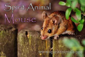 Mouse as Spirit Animal