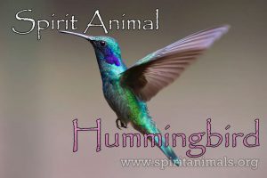 Hummingbird as Spirit Animal