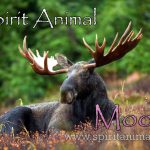 Moose as Spirit Animal