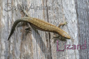 Lizard as Spirit Animal