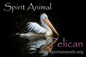 Pelican as Spirit Animal