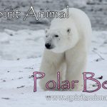 Polar Bear as Spirit Animal