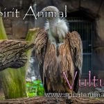 Vulture as Spirit Animal