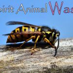 Wasp as Spirit Animal