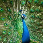 Peacock in a Dream