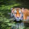 Tiger in a water