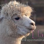 Llama as Spirit Animal