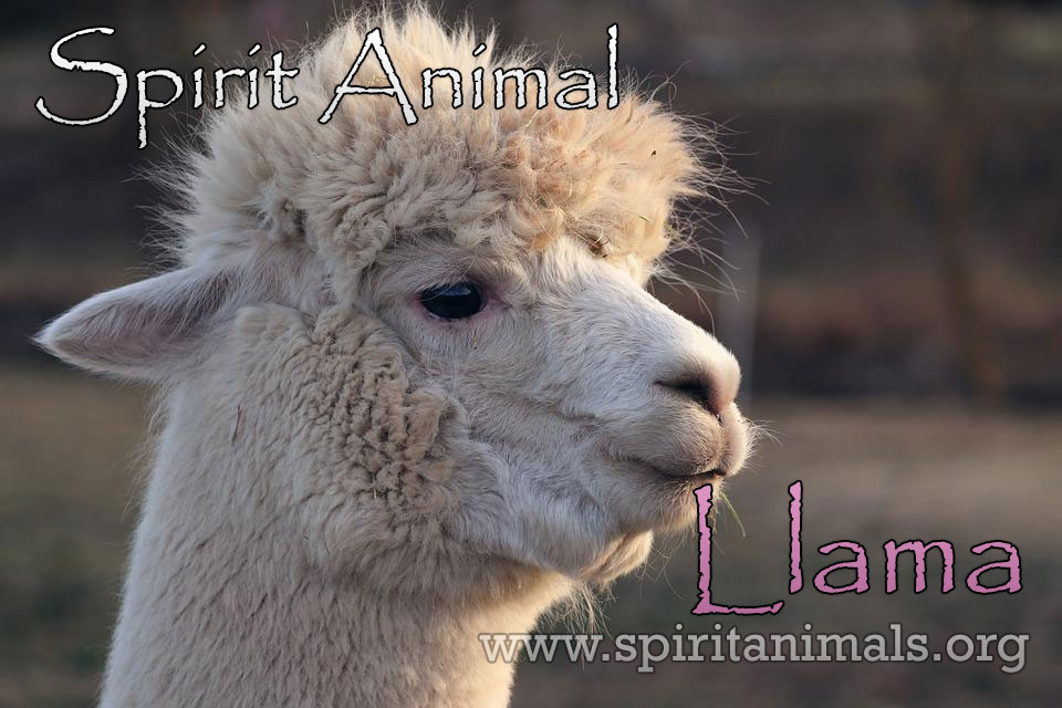 Llama as Spirit Animal