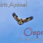 Osprey as Spirit Animal