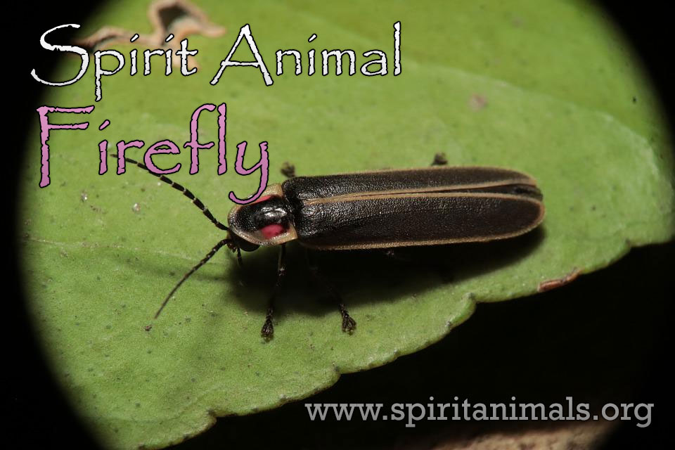 Firefly as Spirit Animal