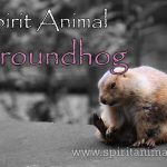 Groundhog as Spirit Animal