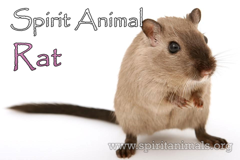 Rat as Spirit Animal