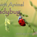 Ladybug as Spirit Animal