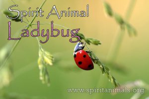 Ladybug as Spirit Animal