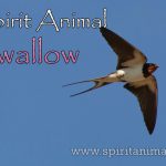 Swallow as Spirit Animal