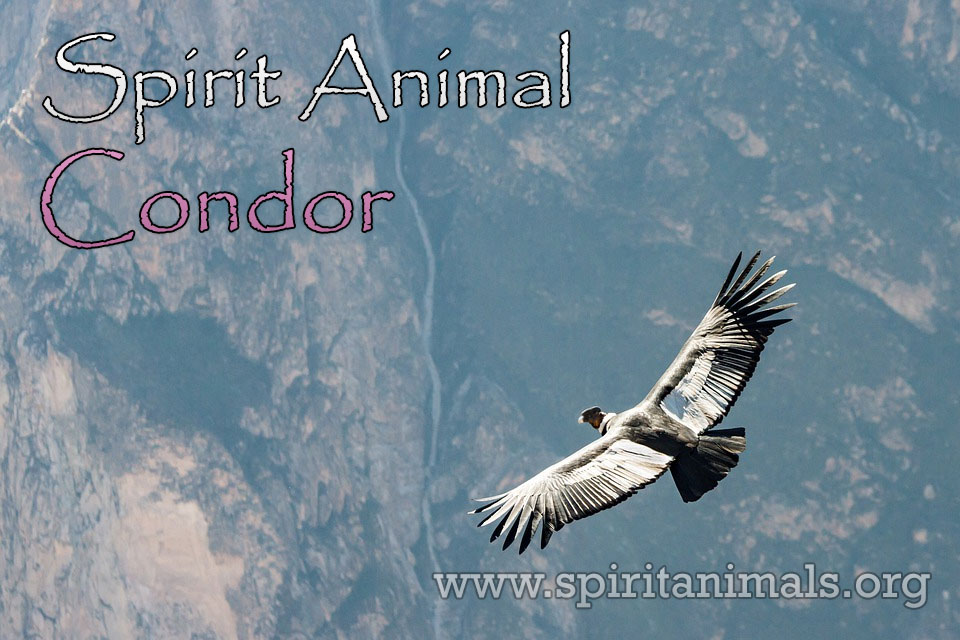 Condor as Spirit Animal