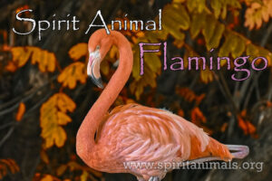 Flamingo as Spirit Animal