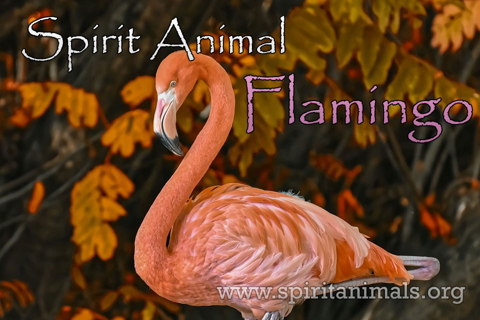 Flamingo as Spirit Animal